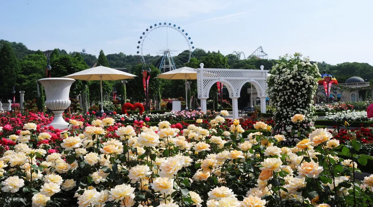 Seoul to Everland and Caribbean Bay Shuttle Bus Guide image